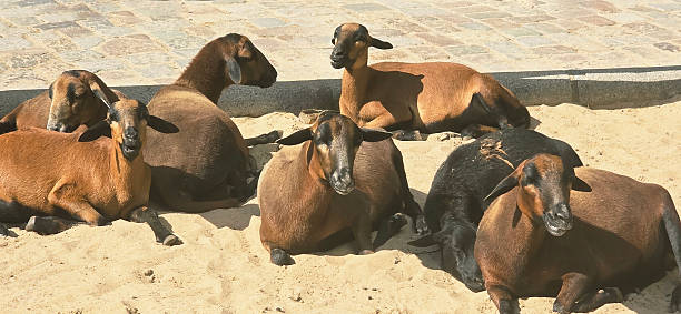 istock Group of relaxed goats resting on sandy ground in sunny environment 2246227220