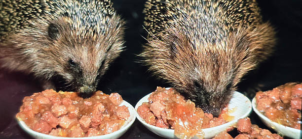 Two hedgehogs are enjoying their meal from small bowls filled with pet food, creating a warm and inviting atmosphere in the scene.