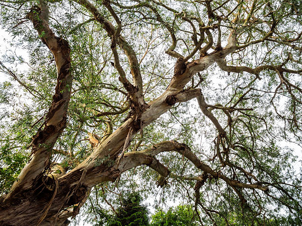 Closeup majestic Eucalyptus Red Gum tree top, full frame horizontal composition