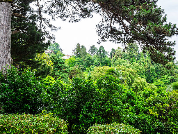 pine tree branch over green trees in Batumi Botanical Garden, Georgia on overcast summer day