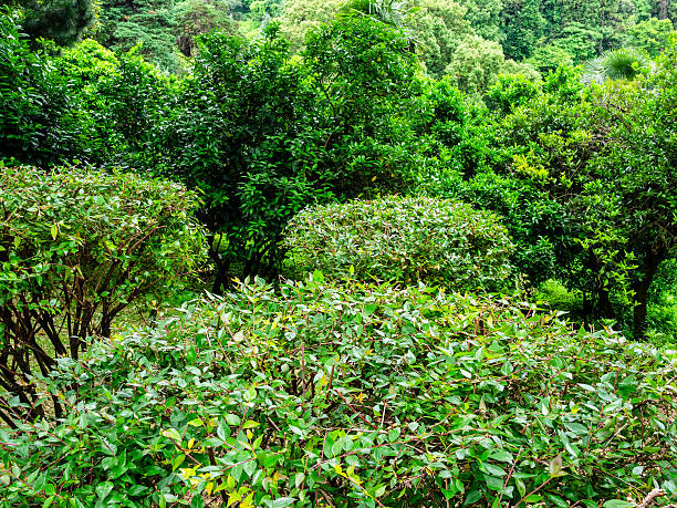 green shrubs in Batumi Botanical Garden, Georgia on overcast summer day