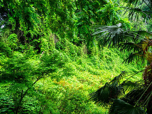lush tropical foliage in Batumi Botanical Garden, Georgia on overcast summer day