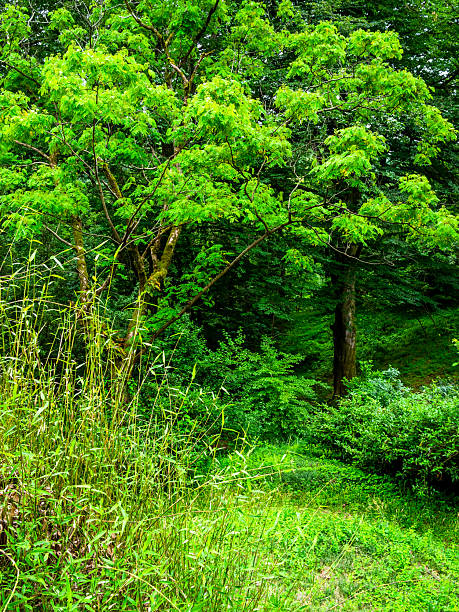 lush green trees in Batumi Botanical Garden, Georgia on overcast summer day