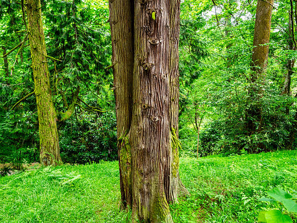 Detailed texture of pine bark photographed up close in a vibrant green forest. This image emphasizes the rich details and natural patterns of woodland trees.