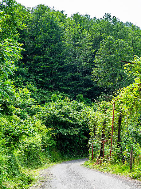 dirty road in forest on slope of Sameba Mount near Batumi city on hot sunny summer day, Georgia