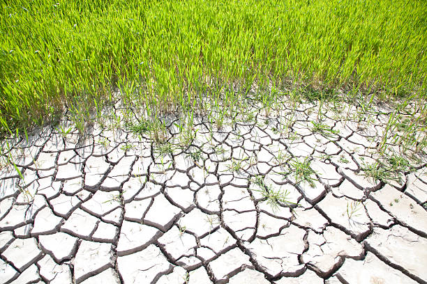 Spain, Central spain.cracked dry earth next to growing green