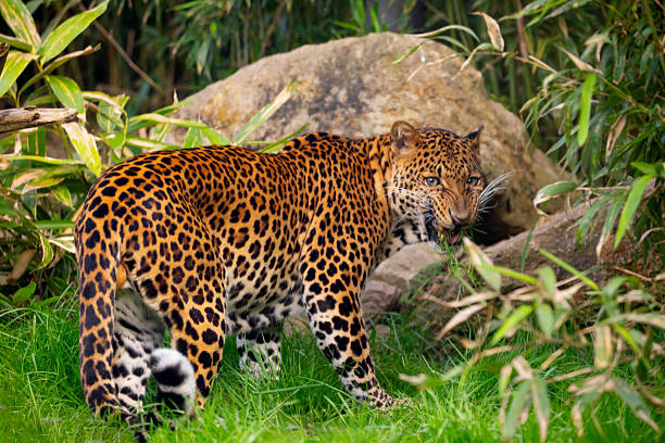 istock Male Javan leopard Panthera pardus melas of Java, Indonesia. 2246229072