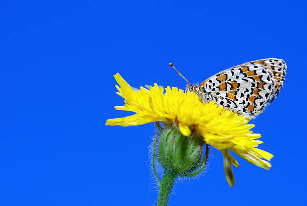 bright red butterfly on blooming dandelions