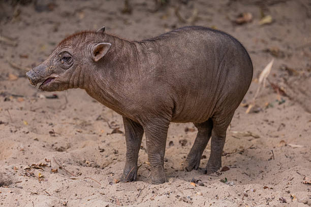 istock Small wild boar standing on sandy ground in natural habitat 2246229297