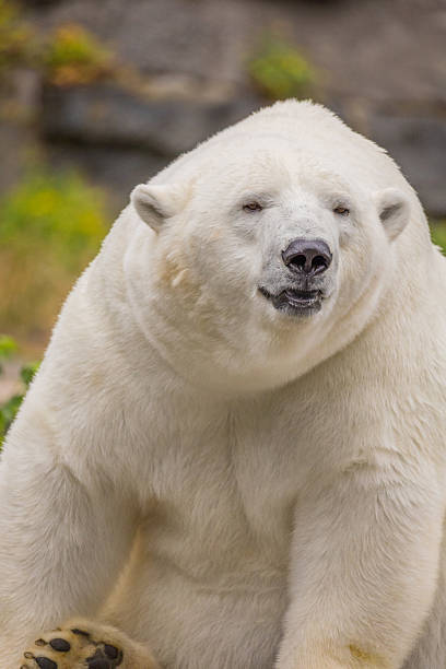 istock Polar bear resting with lush greenery background showcasing wildlife beauty 2246229301