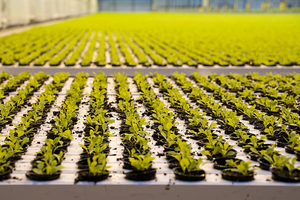 Young plants cultivated in pots with hydroponic system under controlled climate. Close-up view of seedlings growing on nutrient trays in automated greenhouse. Organic food production, smart farming.