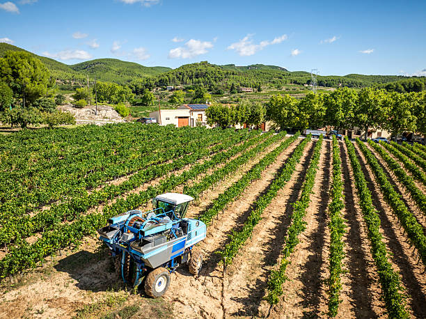 istock Automated grape harvester machine in a vineyard with rows of green vines under a clear blue sky, showing modern agriculture for winemaking in rural Catalonia, Spain 2246230863