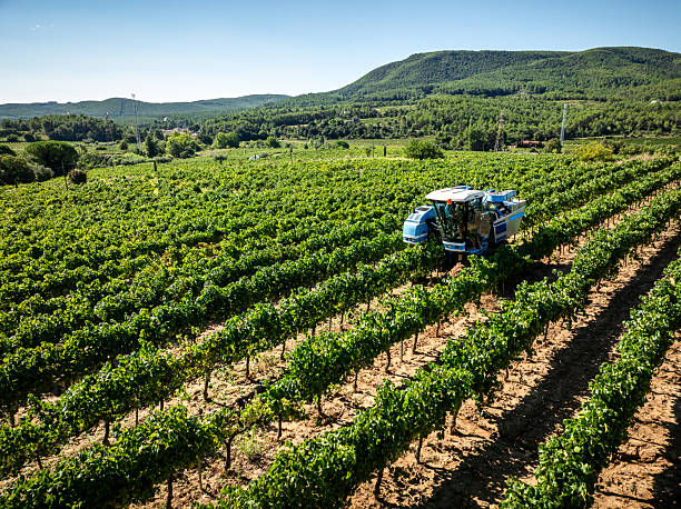 istock Automated grape harvester machine in a lush vineyard, efficiently collecting grapes under a clear sky, symbolizing agricultural innovation and the winemaking process 2246230889