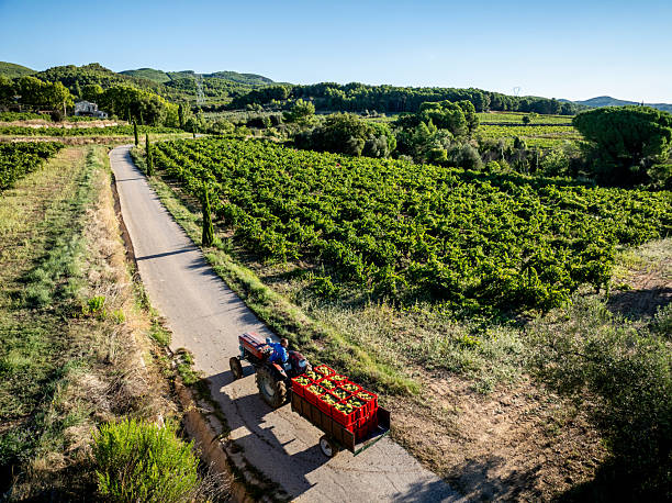 Aerial view showing a farmer driving a tractor with grape harvest on a road through a vineyard during winemaking season in Catalonia, Spain, under a clear sky