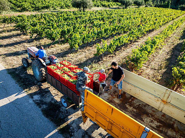 Winemaking team harvesting white grapes from a vineyard in rural Catalonia, Spain, tractor transporting harvested fruit during an agricultural process with drone point of view