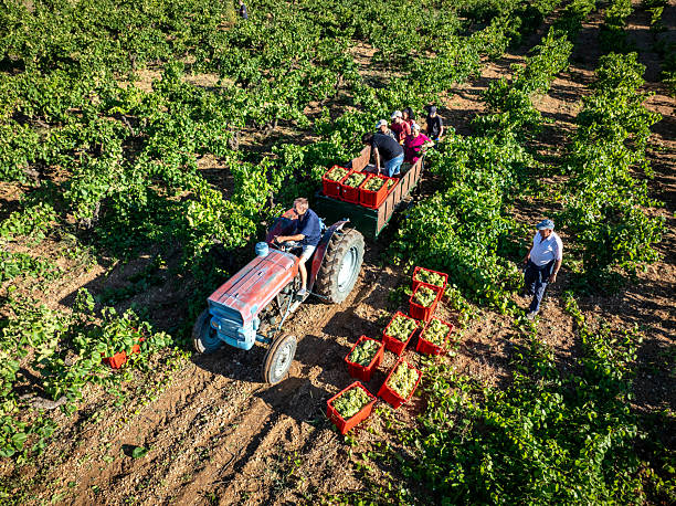 Farmers are harvesting ripe green grapes in a vineyard during a sunny day, manually picking and loading them into red crates on a tractor-pulled trailer, representing traditional agricultural work