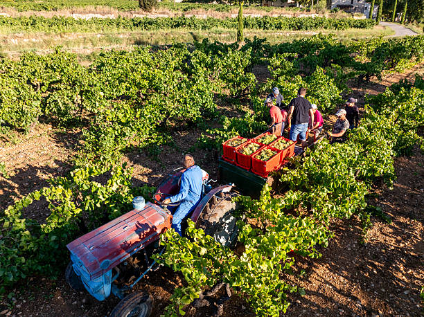 Farmers are harvesting ripe grapes from a vineyard in Catalonia, Spain, carefully filling red crates on a tractor to begin the winemaking process, symbolizing teamwork and sustainable agriculture