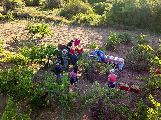 People hand harvesting grapes in a vineyard during winemaking season, working with a tractor and trailer in rural Catalonia, Spain, captured from an aerial perspective