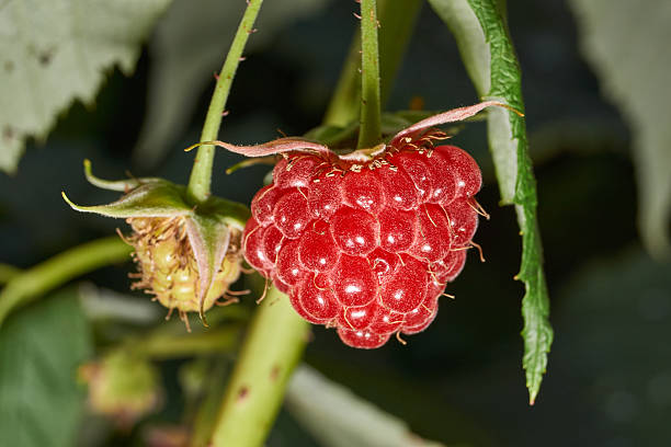 Bright ripe raspberries on a bush next to green and unripe fruits. Detailed macro photo with natural light. Natural texture, rich colors and a summery mood. Close-up of ripe red raspberries.
