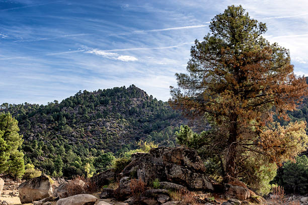 Verano en el Valle de Iruelas Sierra de Gredos. Ávila.
