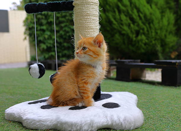 lying at side, stretching paw, focus on paw