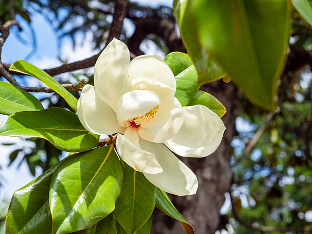 Blooming tree branch with white Magnolia soulangeana, Alba Superba flowers in park or garden on green background with copy space. Nature, floral, gardening.