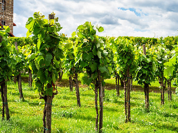 istock vineyards near Alaverdi Monastery in Kakheti 2246232565