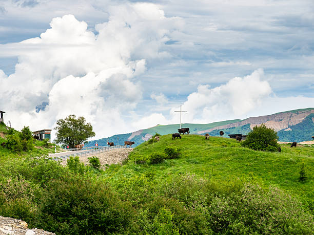 cows on road at Gombori Mountain pass in Kakheti region between Telavi and Tbilisi cities in summer evening, Georgia
