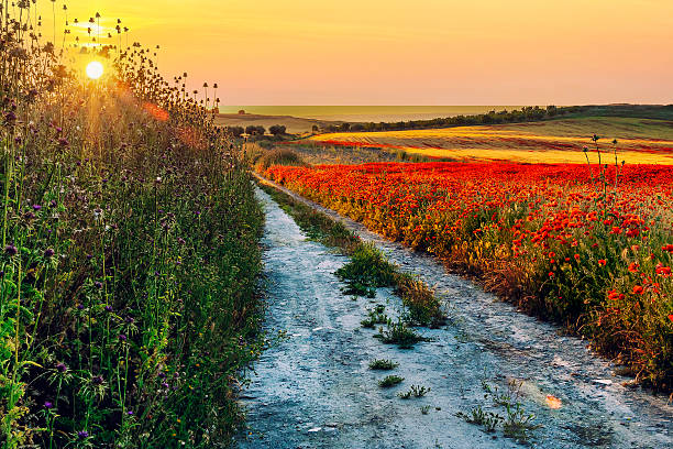 istock Dawn on the road with thistles and poppies 2246232650