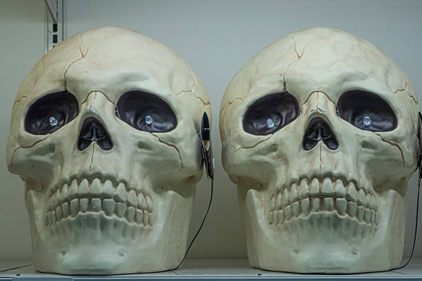 Halloween Skulls on display at a store