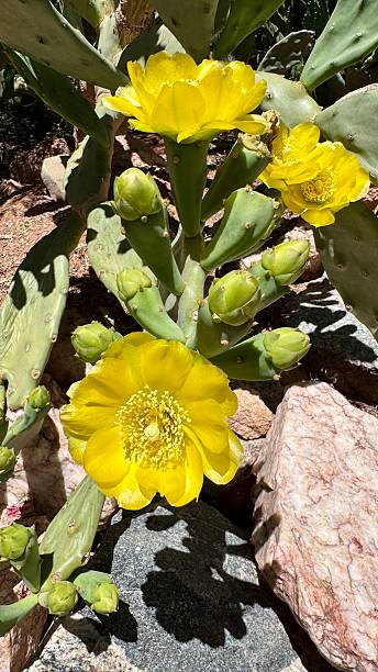 istock A cactus bush with large yellow flowers, Namibia 2246233849