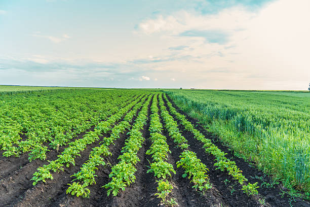 istock Vibrant fields of green potatoes growing under a clear sky with clouds on a sunny day in rural farmland 2246233898