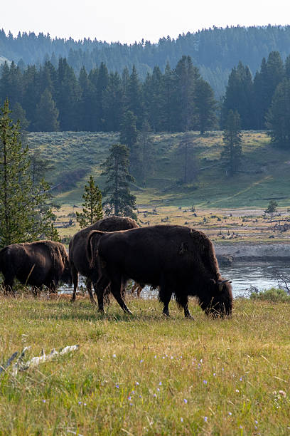 istock Wildlife in Yellowstone National Park in July 2246234449