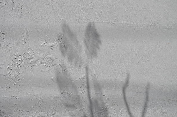 istock Shadows of Leaves on a White Wall 2246235207