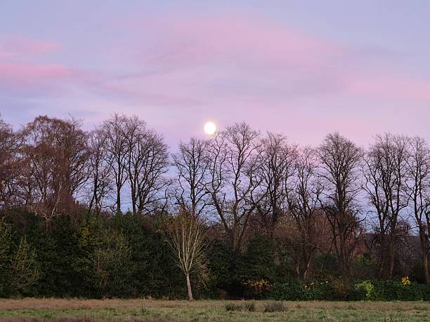 istock Sunset Over Bare Trees, Glasgow, Scotland 2246235243