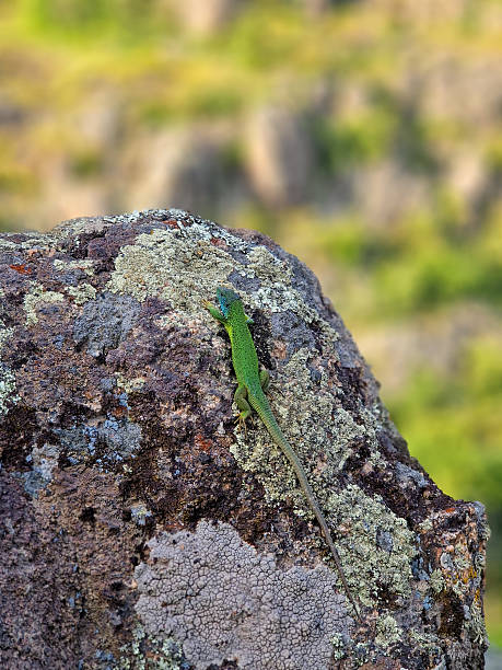 istock Green European lizard on a rock 2246235419