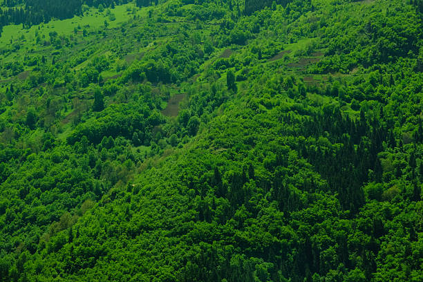Full frame view of a lush green mountain forest landscape. Dense trees, natural vegetation and rolling hills. representing the beauty of vibrant summer nature scenery.