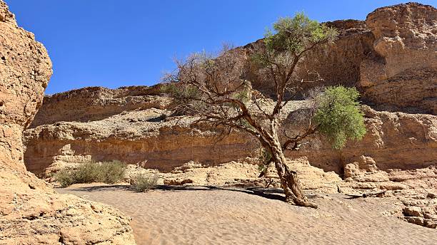 istock A small canyon with sandstone walls, Namibia 2246236022