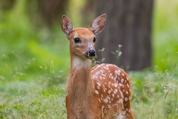 istock A white-tailed deer fawn in Finland 2246236371