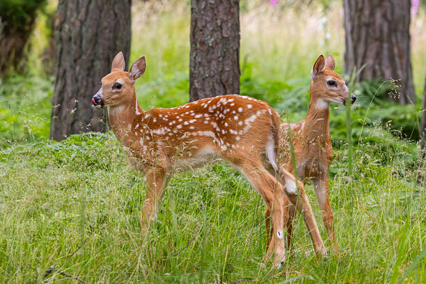 istock A pair of white-tailed deer fawns 2246236516
