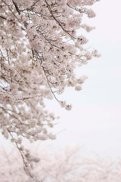 A slightly overcast sky and cherry blossoms in full bloom