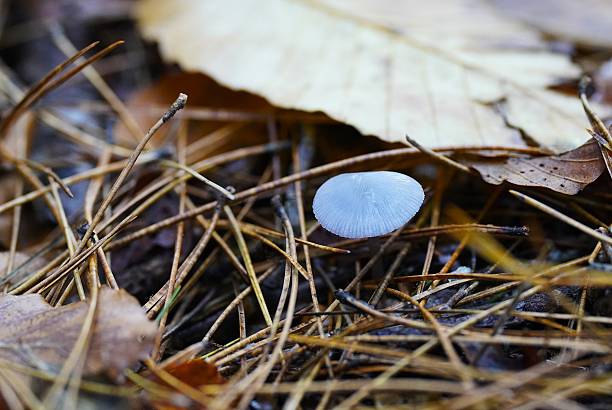 Mushrooms in the forest. A cluster of mushrooms growing on the forest floor, covered with autumn leaves, pine needles, and twigs. Wild mushrooms in their natural forest habitat.