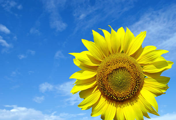 Sunflower against the blue sky. copy space
