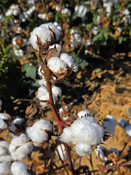 istock Cotton feel ready for harvest in Louisiana 2246240153