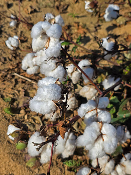 istock Cotton feel ready for harvest in Louisiana 2246240154
