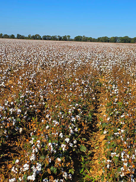 istock Cotton feel ready for harvest in Louisiana 2246240194