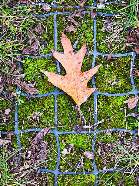 Close-up of a fallen oak leaf on vibrant green moss and a blue plastic geogrid. Highlights the texture contrast and the resilience of nature in an urban environment