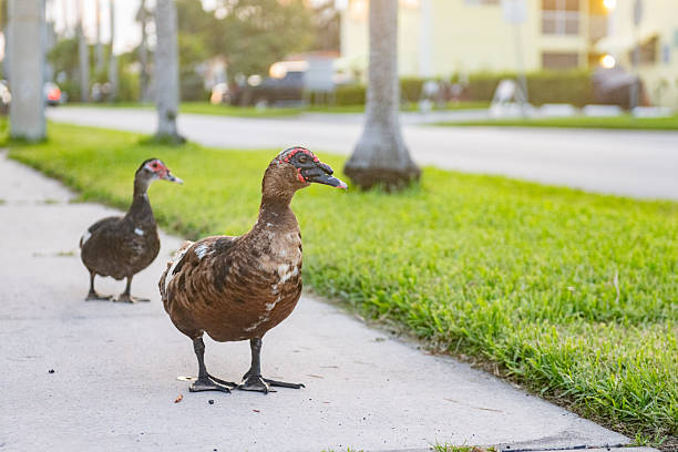 This is a low angle photograph of two Muscovy ducks walking a sidewalk in Hollywood, Florida on a summer day.