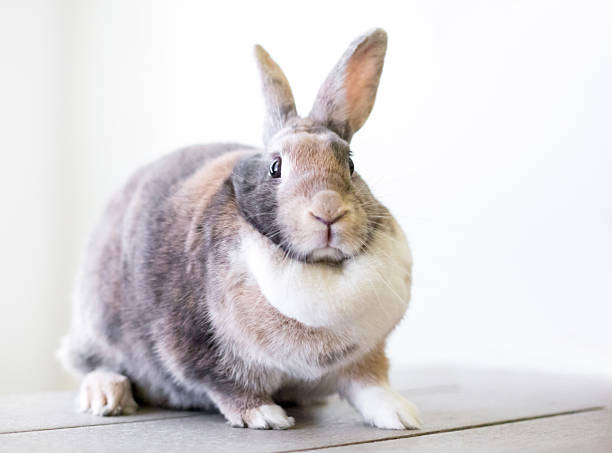 istock A pet rabbit with dilute calico markings and a large dewlap 2246241593