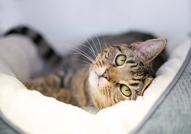 A tabby shorthair cat lying down in a comfortable pet bed and looking at the camera